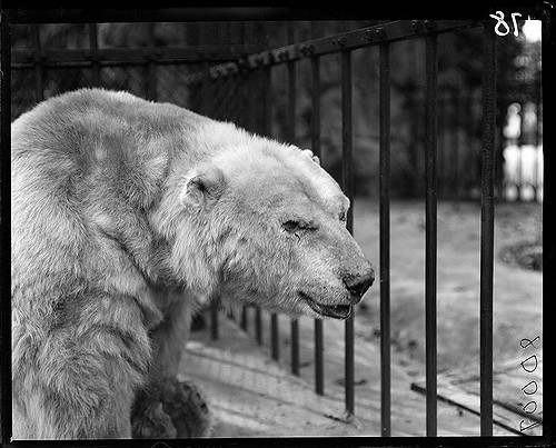 An urban bear looking angry